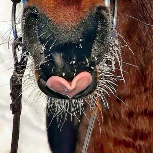 valentine horse tongue for you and your barn valentine